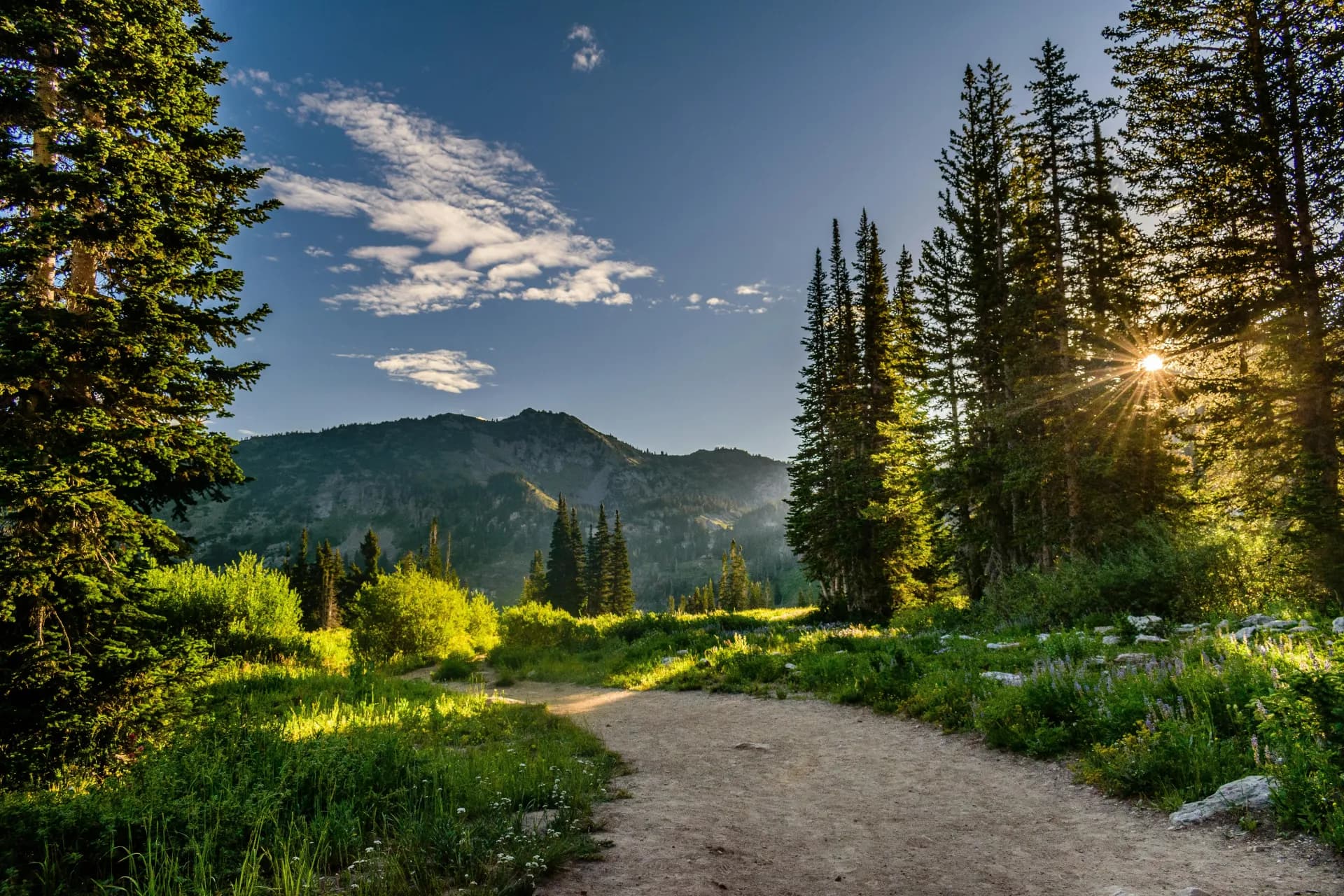 Wildfire landscape